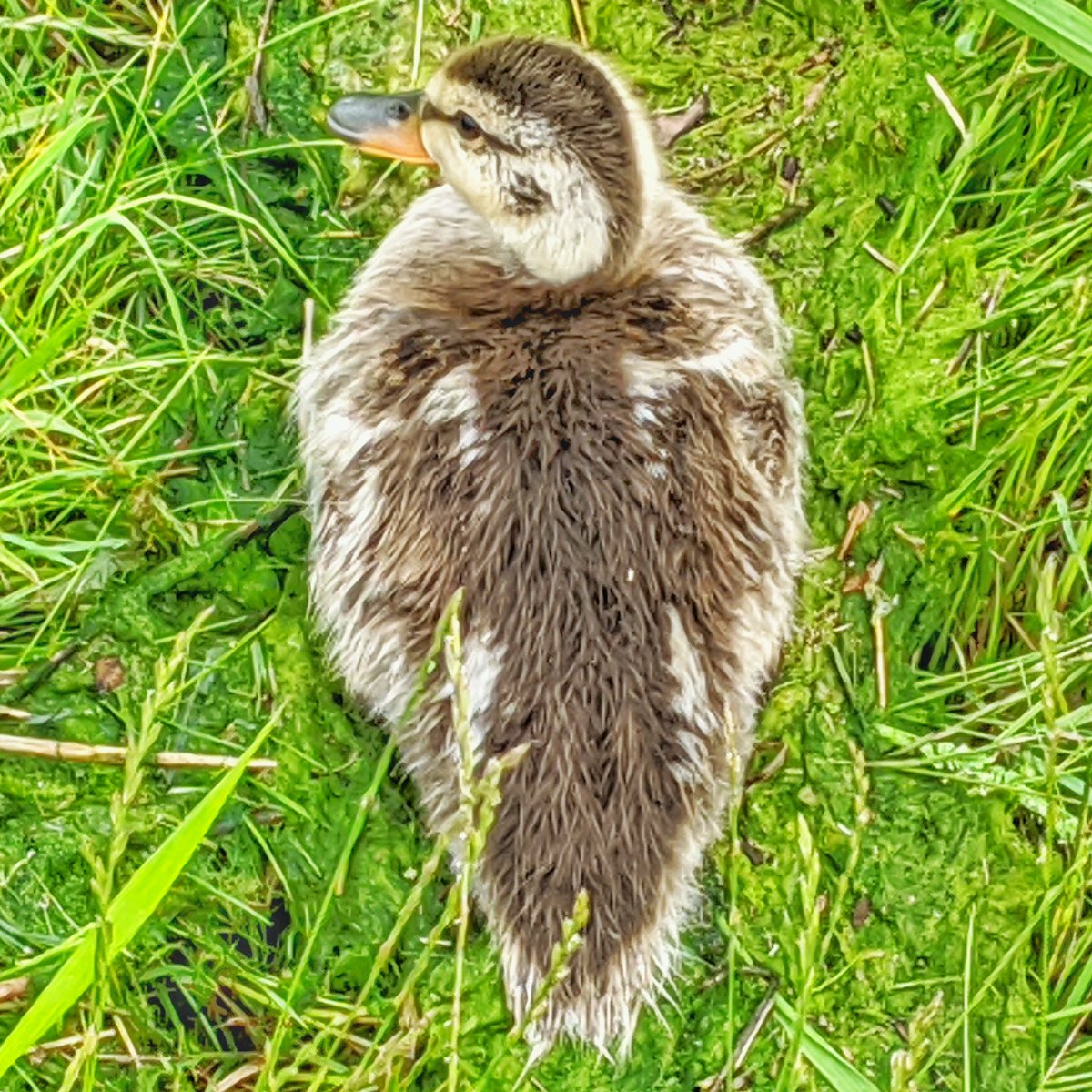 I'm away for the next couple days but have no shortage of duckie pics so here's an absolute unit 