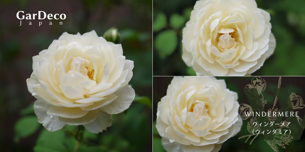 Gardeco Japan イングリッシュローズの ウィンダーメア ウィンダミア 二番花です 白バラですが純白では無く ややクリーム色を帯びています ナチュラルな雰囲気を持つバラです 他のイングリッシュローズより 病気にも強いかな 株も直立性なので育て Gardeco Japan イングリッシュローズの ウィンダーメア ウィンダミア 二番花です 白バラですが純白では無く ややクリーム色を帯びています ナチュラルな雰囲気を持つバラです 他のイングリッシュローズより 病気にも強いかな 株も直立性なので育て