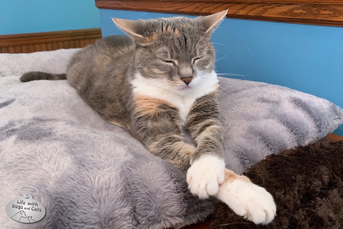 WithDogsAndCats's tweet photo. Those paws, though. #cat #soelegant #catfeet #crossedpaws #Dawn #torbie #catsofnj #dilutetorbie #blueandcream #lifewithcats https://t.co/lTzCS3Q8la
