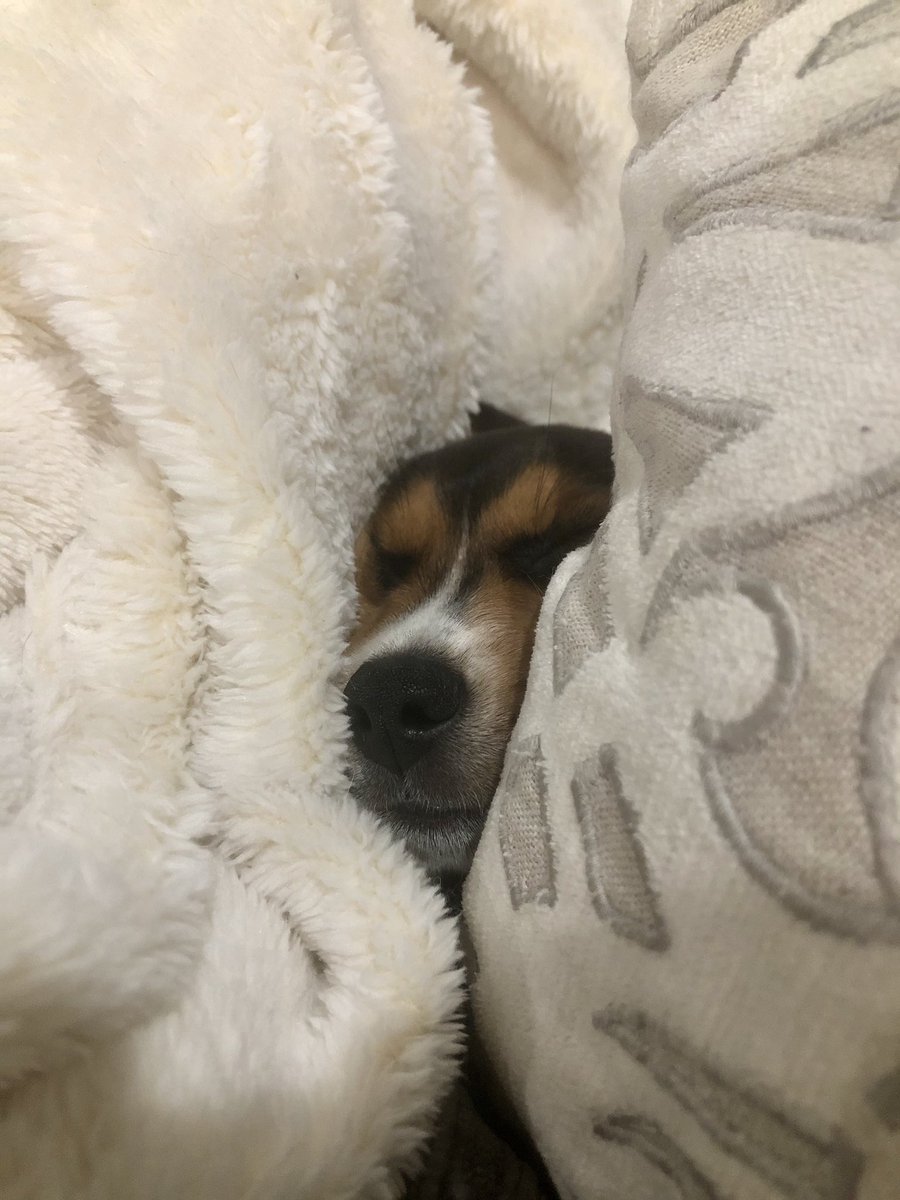 DonnaCCobb's tweet photo. @dodo if I hide, the fireworks can’t find me. 🎉🎉#FourthOfJuly #watson https://t.co/GhVR047ZrM