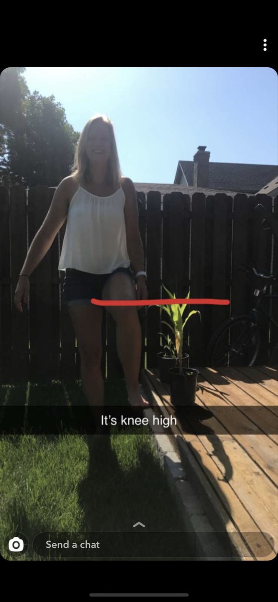 ThingsAmyDoes's tweet photo. flexing my corn, which is knee high by fourth of july https://t.co/NamRyv25Kg