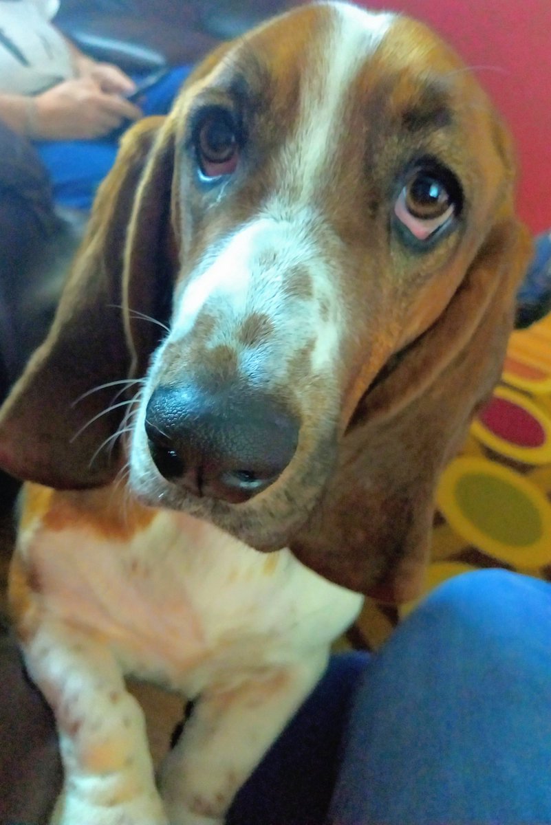 ❤️ Baby Fred the Waffle Loving Basset ❤️ tweet media