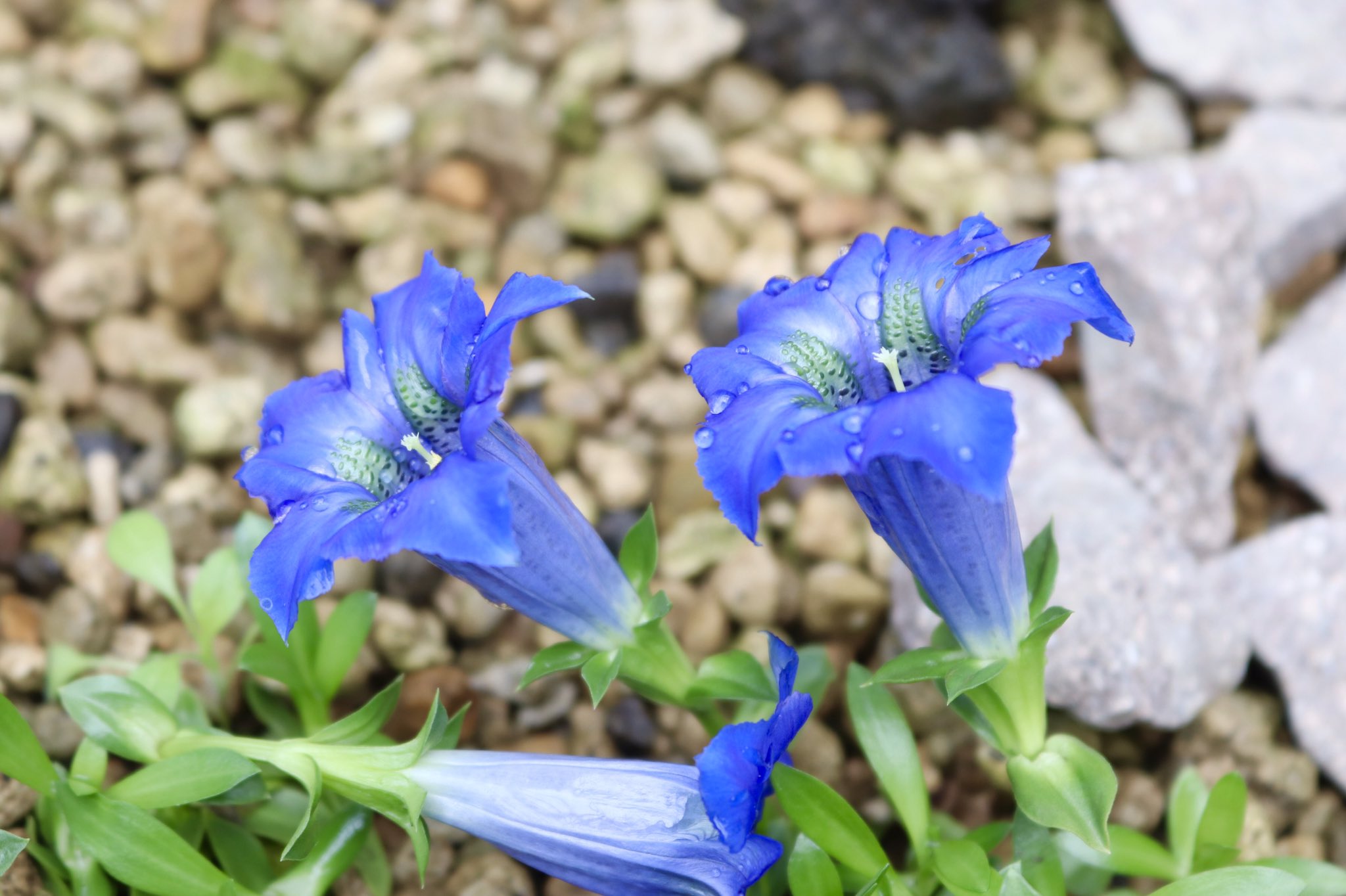 咲くやこの花館 パッと目が覚めるような綺麗な青いこの花は ゲンチアナ アコーリス です 和名は チャボリンドウ と呼ばれ ヨーロッパアルプスの三大名花の一つです 開きかけた蕾のねじれも美しいので 涼しい高山植物室で見つけてください 咲くや
