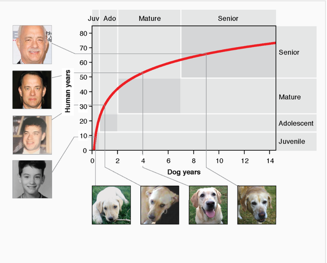 Perbandingan usia anjing dengan manusia. Penelitian pada sampel darah menunjukkan bahwa anjing menua dengan cepat ketika mereka masih muda dan proses penuaan melambat pada usia lanjut. Bukan berbanding lurus seperti teori 7: 1.