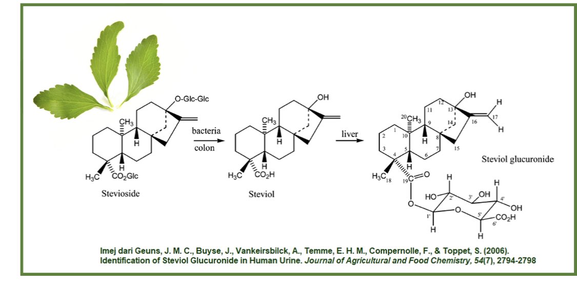 Sebahagian steviol akan diserap oleh usus kecil dan dimetabolisme dalam hati menjadi steviol glucuronide (lihat gambar). Steviol glucuronide dikumuhkan melalui najis.Hanya sedikit saja glukosa diserap dalam darah. Satu gram stevia memberikan sebanyak 2.7 kalori.