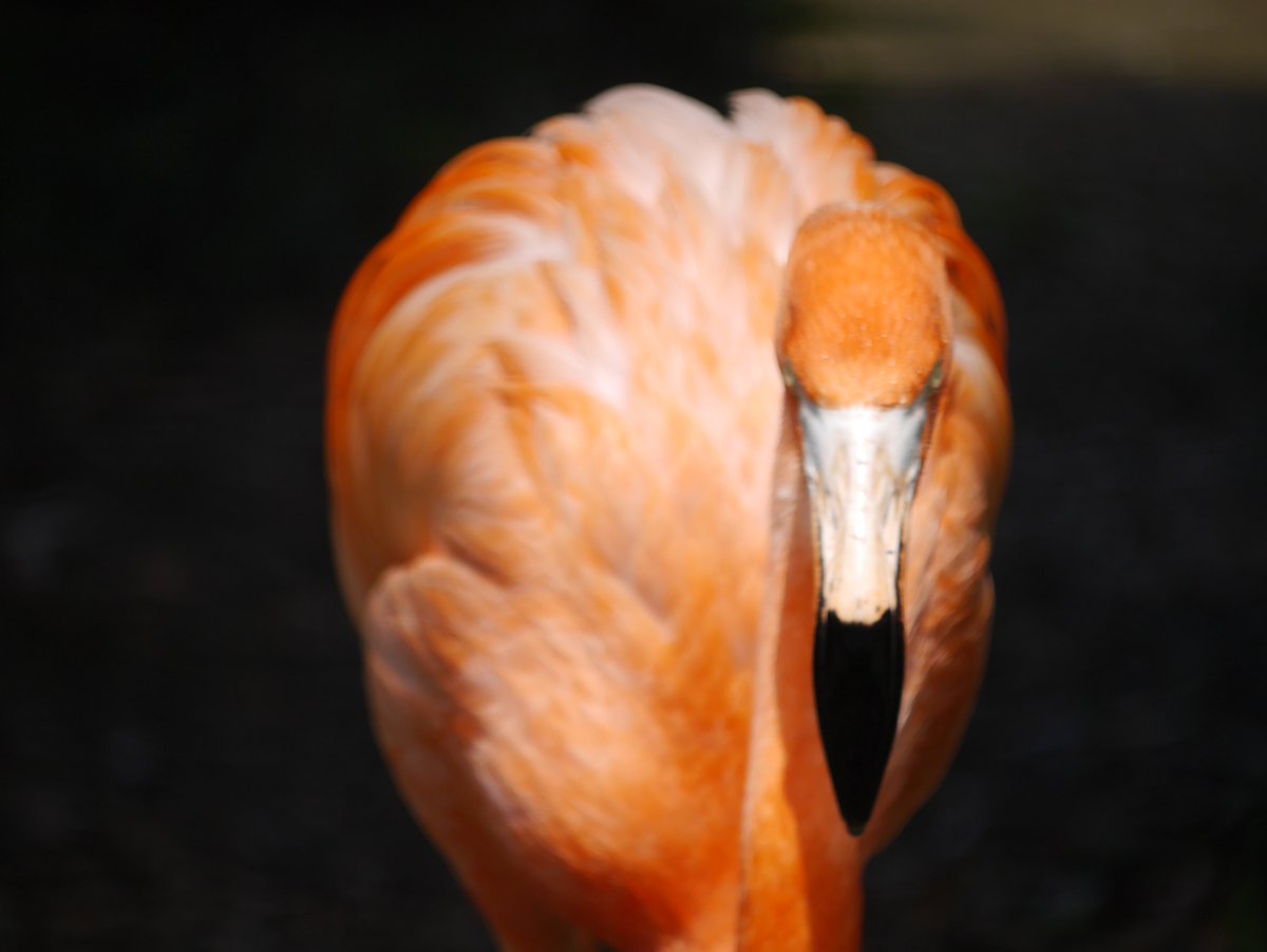 和音 綺麗だと思うんですよ フラミンゴ ぜひ観察してみてね 上野動物園 フラミンゴ