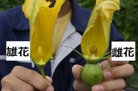 みんなの藤壺 植物は自ら動けないのが最大の欠点 受粉しやすいように雄しべ雌しべが両方ある花が多いが 雄花 雌花 で分かれている植物 ヘチマ かぼちゃなど もある なるべく違う遺伝子を受粉することで種類を増やしたり病気に強い生き残る種を残すため