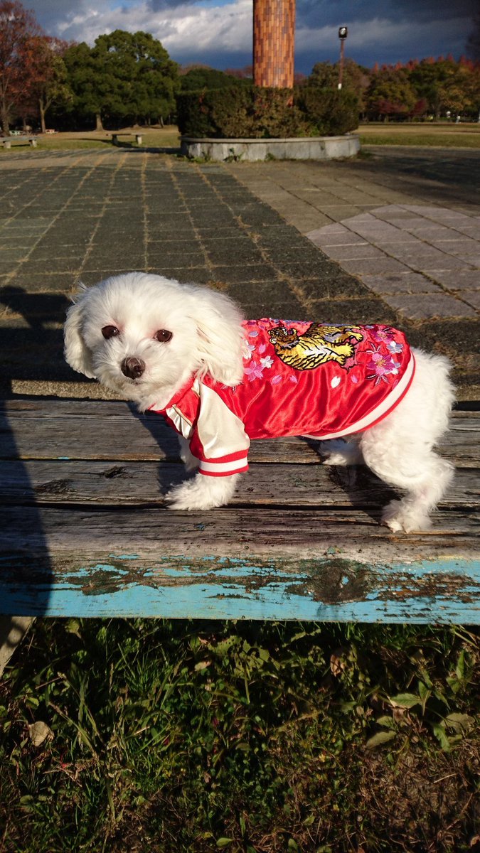 RADIO_ORBIT's tweet photo. 😺 #LIFEWITHPETS 🐶

👗7月は #おしゃれペット選手権 

🐶くうやんやんさんのマルチーズのラムくん💕
赤いスカジャンが似合ってますね😆
かっこいいー！

✨melodyさんのモルモットのオレオくん💕
ママ手作りのオシャレな帽子をかぶって、大好きなスイカを食べています🍉

#zipfm
#radioorbit https://t.co/E4awlvtgHb