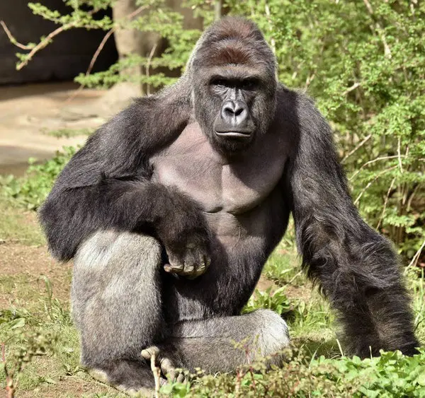 beanmariocow_'s tweet photo. i can't believe people on twitter are speaking poorly about harambe. Rest in peace harambe, your death was not in vain. https://t.co/TGdrMsURoa