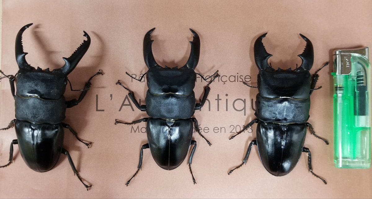 スマトラオオヒラタ 106㎜ 標本