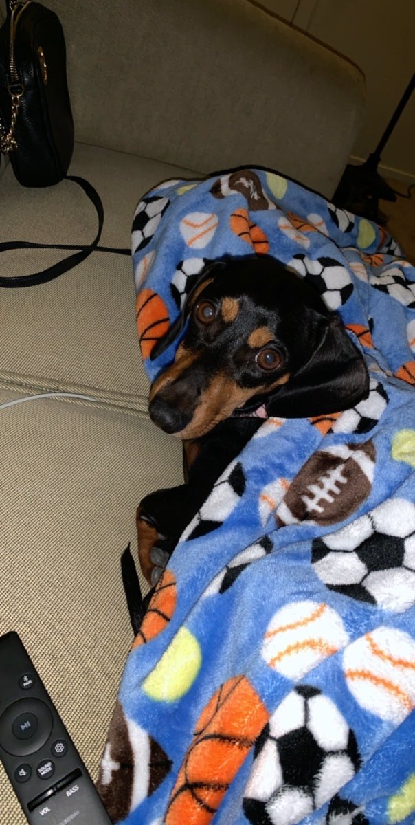 nuttryan1's tweet photo. If anybody sees this dog around abilene lmk ASAP. She got out around ambler and mockingbird https://t.co/ghrp1we4xT
