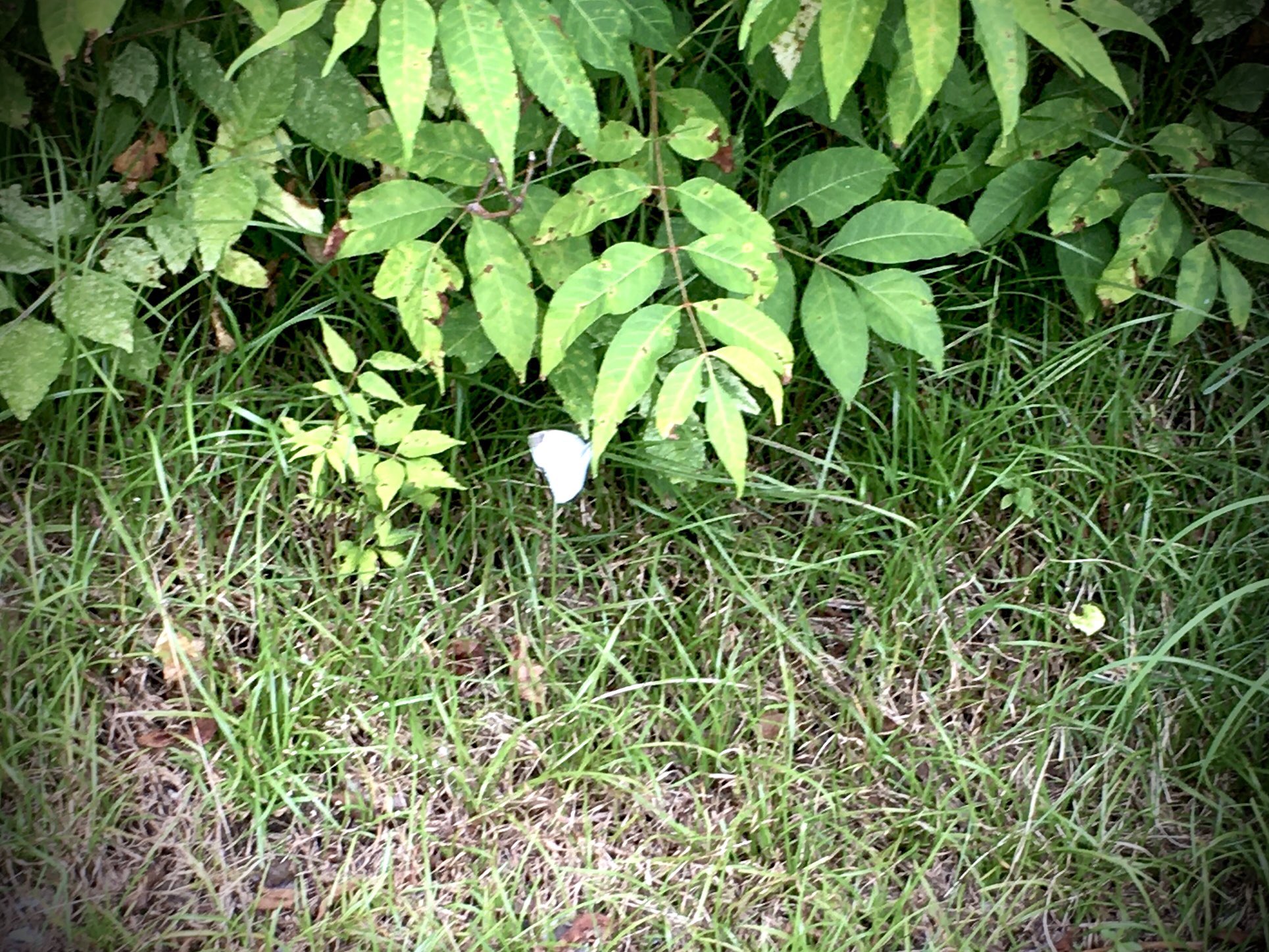 瀬筒義久 せづつ義久 最近庭に出ると必ず蝶々が現れる 日本では 蝶は死者の化身 と考え尊ばれている 平安時代では 死者の魂がこの世に甦った姿 とされた 亡くなった人たちが会いに来てくれてると感じる 庭に出るのが嬉しい 蝶 死者の