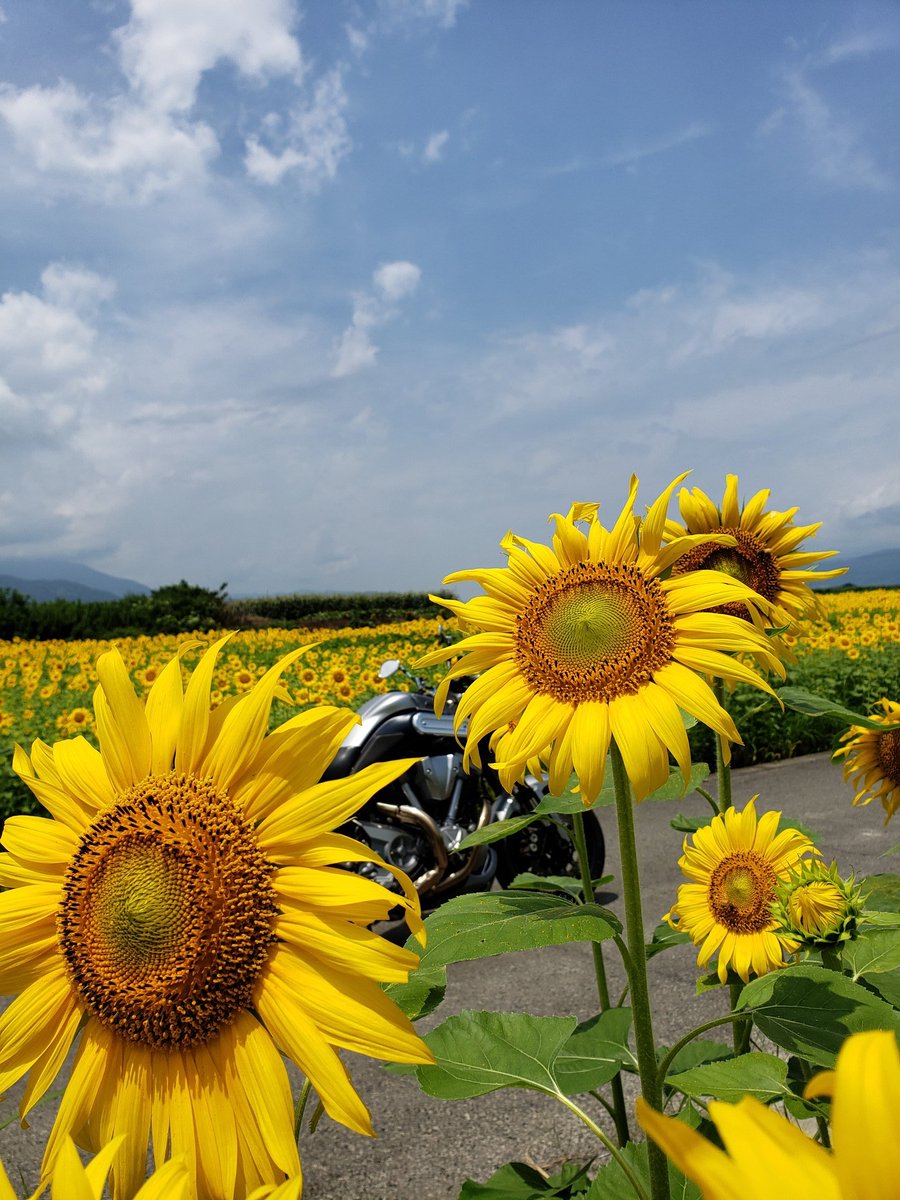 keisixnine's tweet photo. 梅雨の晴れ間に近所をお散歩🐾
日本最大の川中島の善入寺島のひまわり畑🌻
まだつぼみも多かったんでしばらく楽しめそう✨

#梅雨の晴れ間 #お散歩ツーリング #ひまわり #向日葵 #ひまわり畑 #善入寺島 #善入寺島のひまわり #mt01 #yamaha #バイクが好きだ #バイクのある風景 #バイク写真部 https://t.co/b5u9tzj6a0