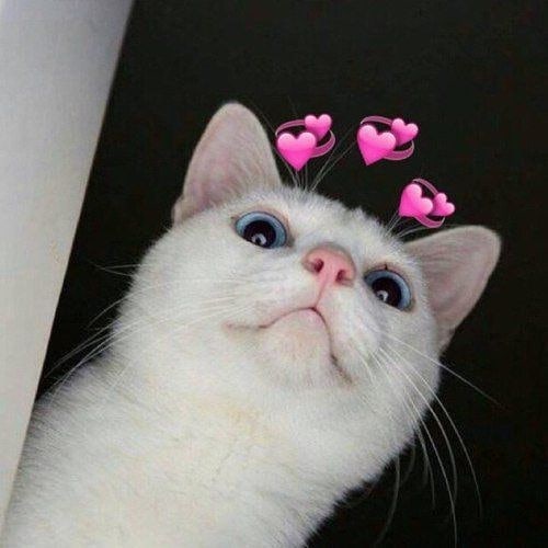 ㅤ

       15 KEISTIMEWAAN/ PAHALA  
             MEMELIHAR KUCING 

ㅤ