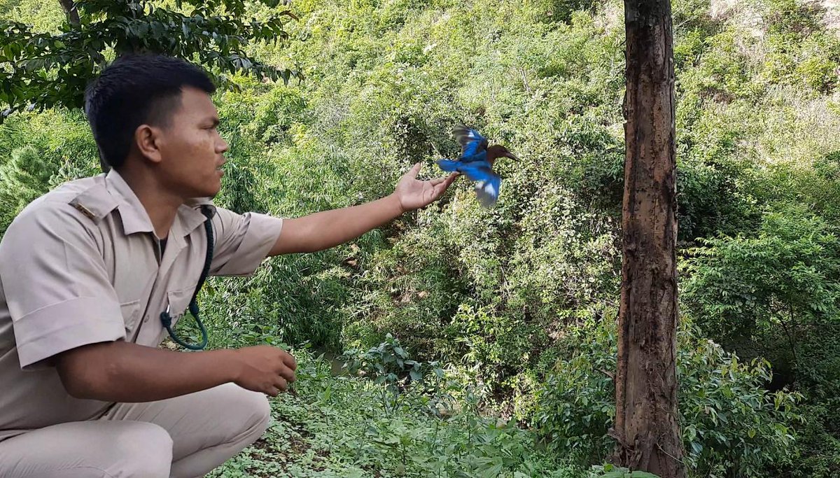 Churachandpur Forest tweet media