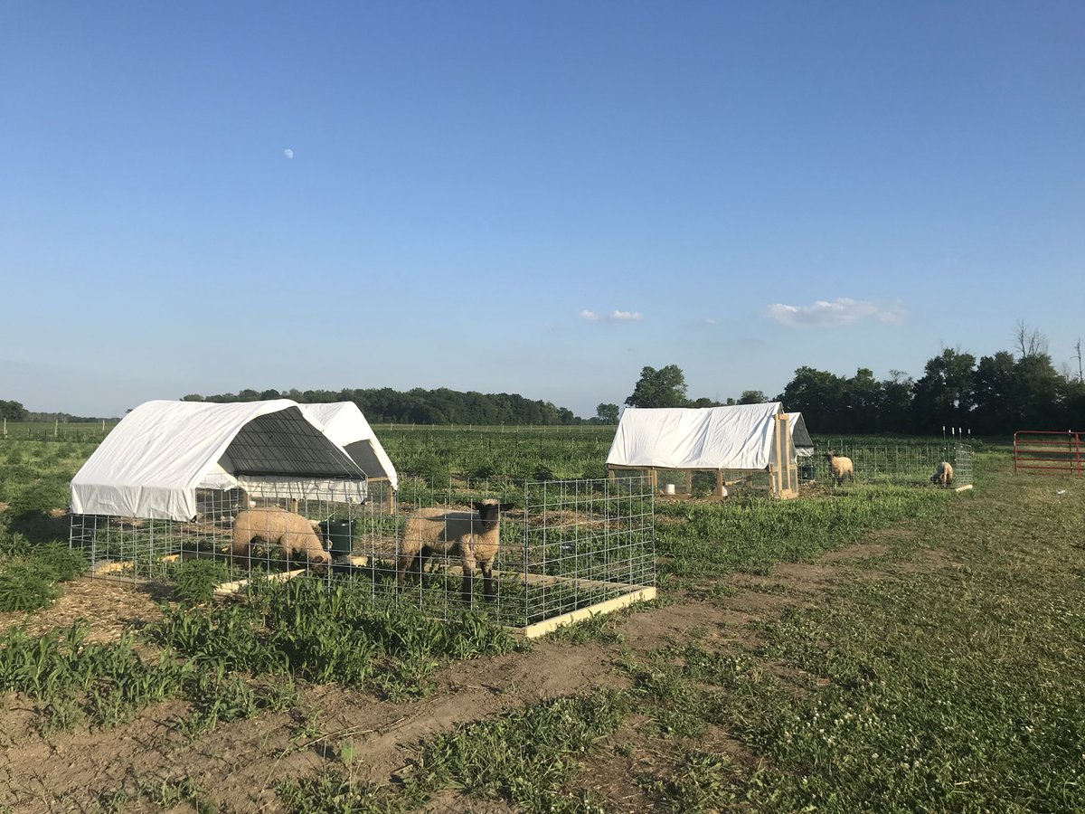 grn_eyed_grl8's tweet photo. Moving the sheep & chicken tractors #farmweird #indianafarmers #constantcanopy #farmchores #helpingdaddy https://t.co/8UAewxCwPZ