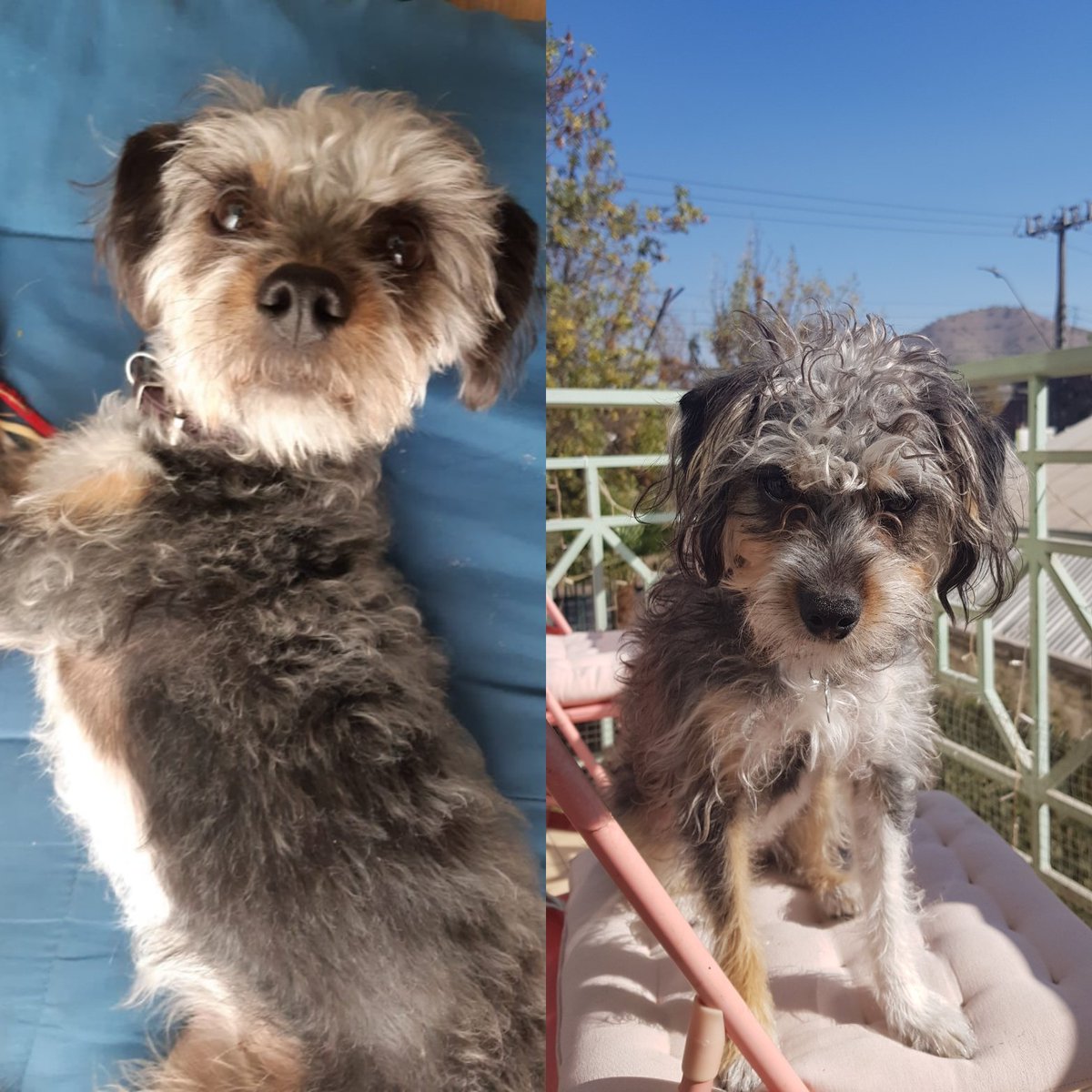 Valeibanez1's tweet photo. @sababyspice Ella es nuestra mocca... mi mamá la encontró en la calle arrancando de otros perros.. era devilucha y se comía la tierra de las plantas... era su alimento en la calle. Ahora es nuestra compañera y disfrútalo del sol como nadie. https://t.co/4pwhPR6yon
