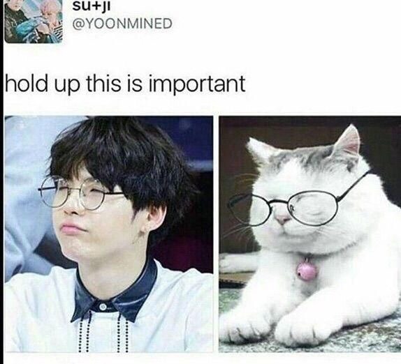 There is is also this phenomenon where for every picture of yoongi there is a cat picture. Which is also why we call him lil meow meow.