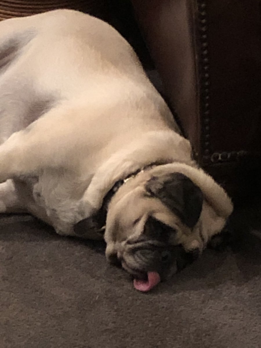 MightyCassandra's tweet photo. According to the new criteria, everyone in my family—including the pug—has had #ChineseWuhanFlu.....for the last three months. #coronascam #dogsoftwitter https://t.co/1C7bPpZ3x7