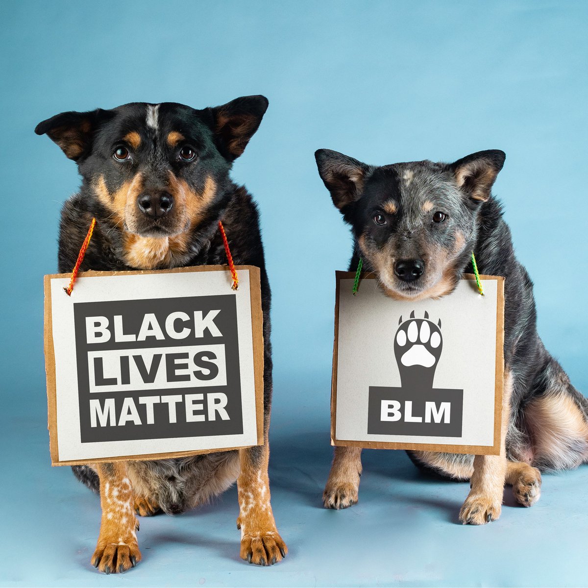 Out2Sit's tweet photo. Invited by @MichelleEMcKen2 Debra Klecan shared this #Peaceful #Puppy #Protest with #SitOut2SitIn She appreciates being able to advocate for #socialjustice reform & stand against #racism while minimizing health risks.
#SitOutToSitIn #BLM #BlackLivesMatter @MayorKeller @GovMLG https://t.co/AULeFTiet4
