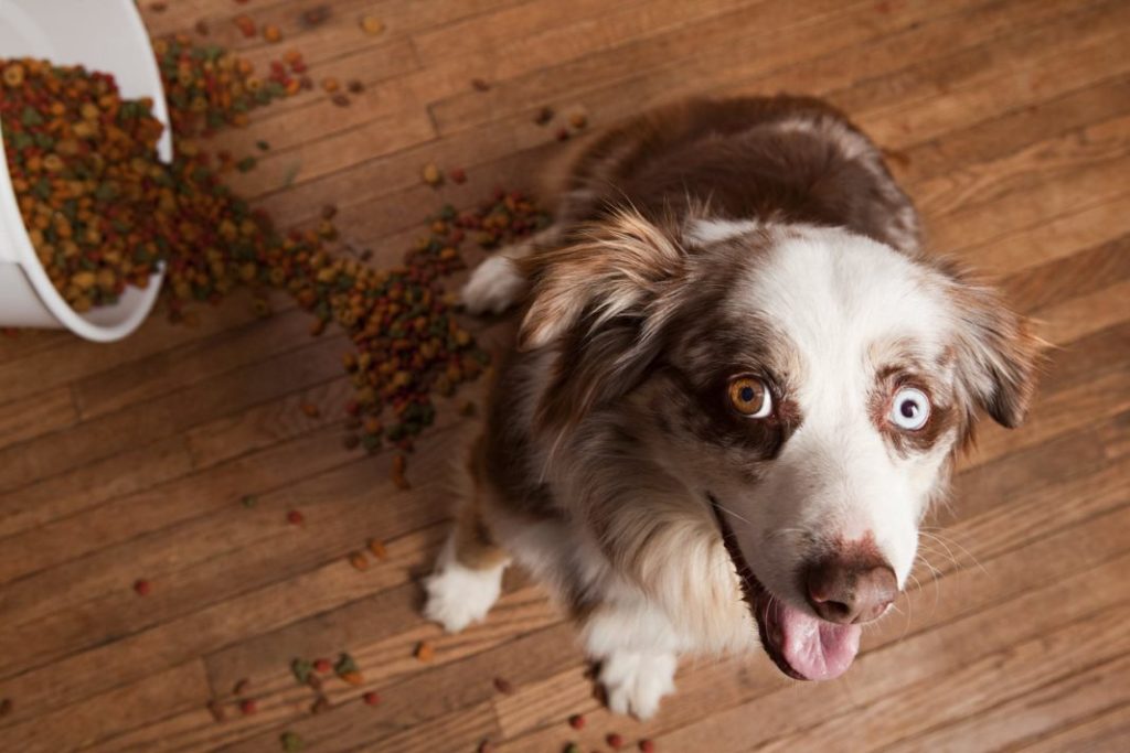 TerraIntRealty's tweet photo. Pet Proofing 101: Protecting Home and Pocketbook https://t.co/jq1JIcnFuu #RealEstateUpdates #RealEstate https://t.co/pgqdjbHx1H