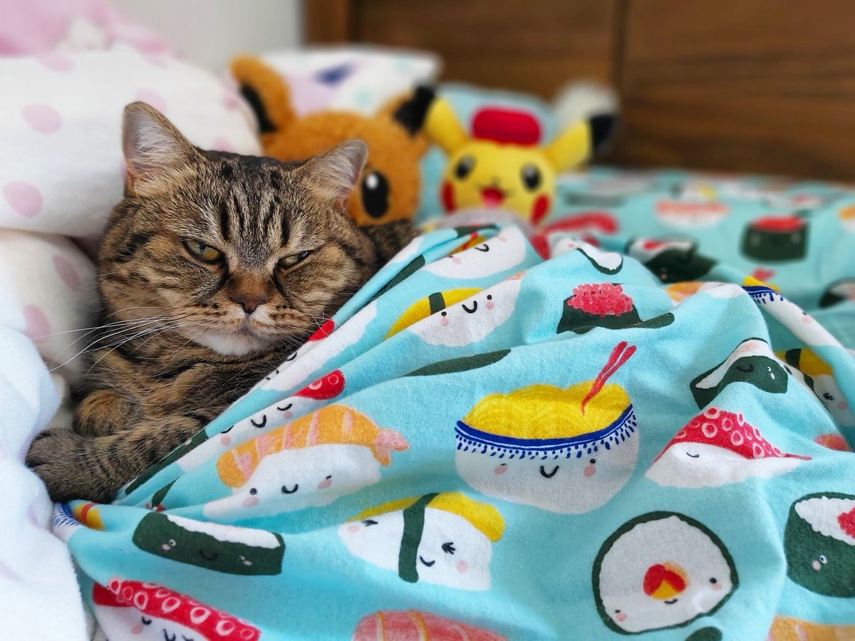 Like my new bed sheets? I love sushi! 🍣
.
.
#cat #cats #CatsOfTwitter #kittycat #PetsBringUsTogether #CatsOfTheQuarantine #catlovers #cutecat #CuteAnimals #pets #pet #petsluver #CatsOnTwitter #catslife #catselfie #pets #pet #animal #AnimalOfTheDay