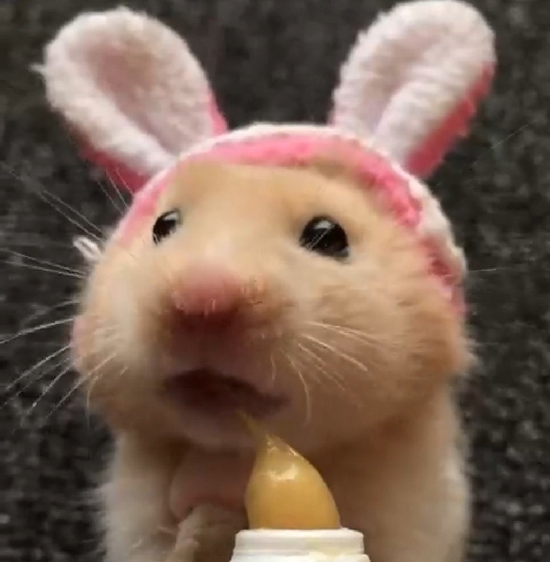 jinwoo as ur cute little hamster; a thread ^_^