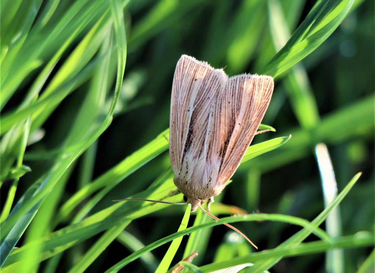 attjemeekma's tweet photo. #WorldMothsWeekend
Nachtvlinders uit het boerenland #juni2020
#stompvleugelgrasuil
#wapendrager
#schilddrager
#donkere_marmeruil
#FarmlandInsects🦋#insectenopdeboerderij
#nachtvlinders🌙 #moths🌙
#boerennatuur🐄🌱 https://t.co/AlsFpctj3Z