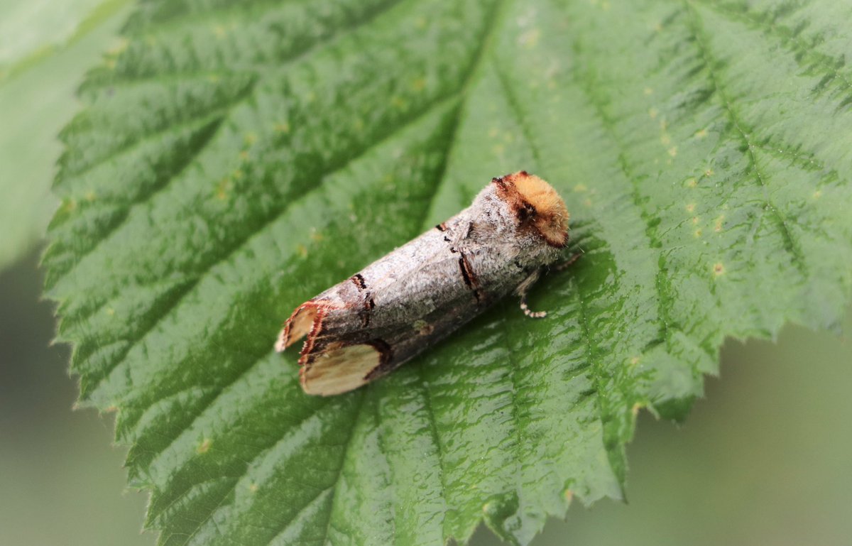 attjemeekma's tweet photo. #WorldMothsWeekend
Nachtvlinders uit het boerenland #juni2020
#stompvleugelgrasuil
#wapendrager
#schilddrager
#donkere_marmeruil
#FarmlandInsects🦋#insectenopdeboerderij
#nachtvlinders🌙 #moths🌙
#boerennatuur🐄🌱 https://t.co/AlsFpctj3Z