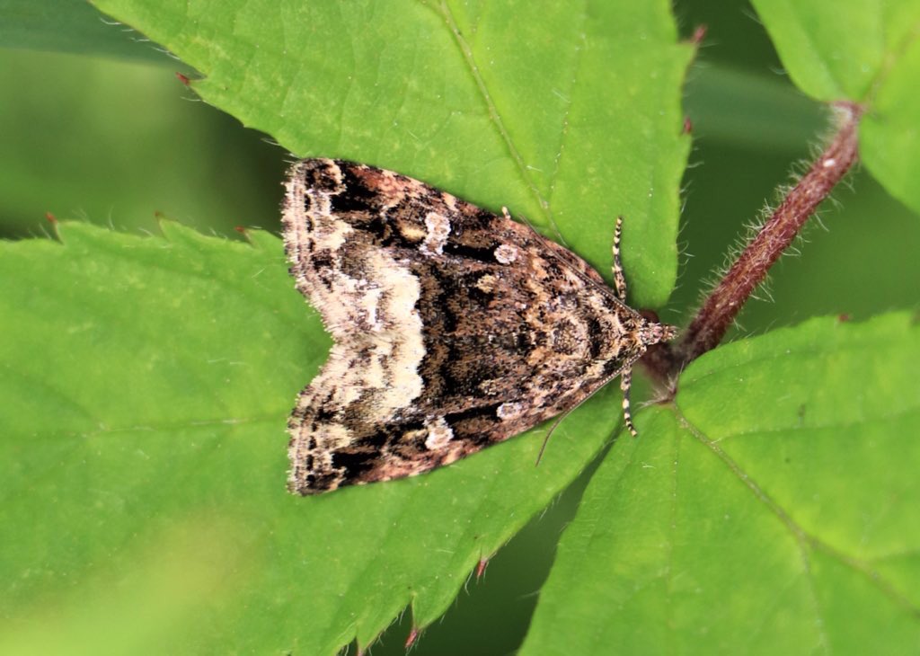attjemeekma's tweet photo. #WorldMothsWeekend
Nachtvlinders uit het boerenland #juni2020
#stompvleugelgrasuil
#wapendrager
#schilddrager
#donkere_marmeruil
#FarmlandInsects🦋#insectenopdeboerderij
#nachtvlinders🌙 #moths🌙
#boerennatuur🐄🌱 https://t.co/AlsFpctj3Z