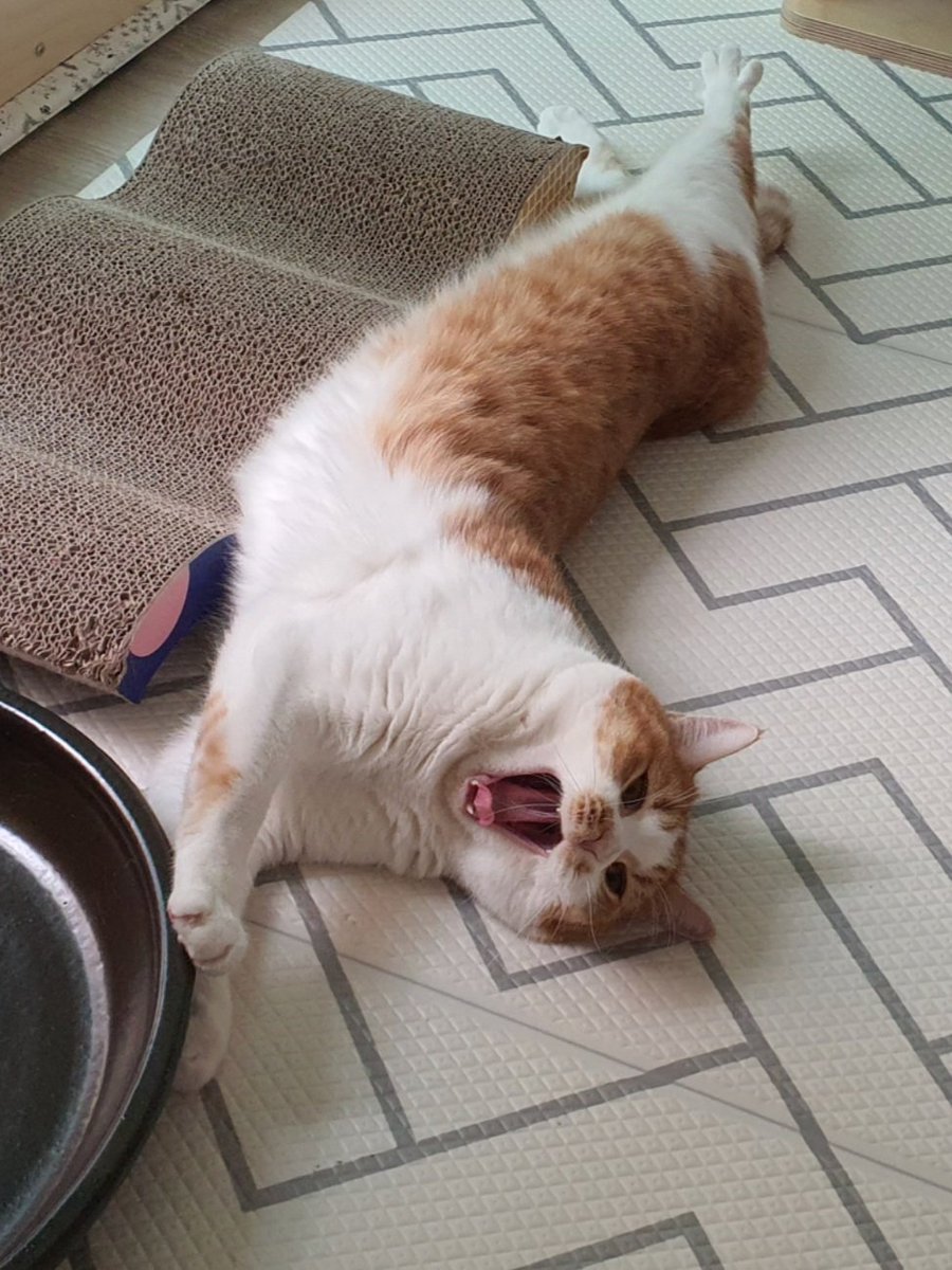 ㅋㅋㅋㅋㅋㅋㅋㅋㅋㅋㅋㅋ 입이랑 뒷발이 동기화된건가