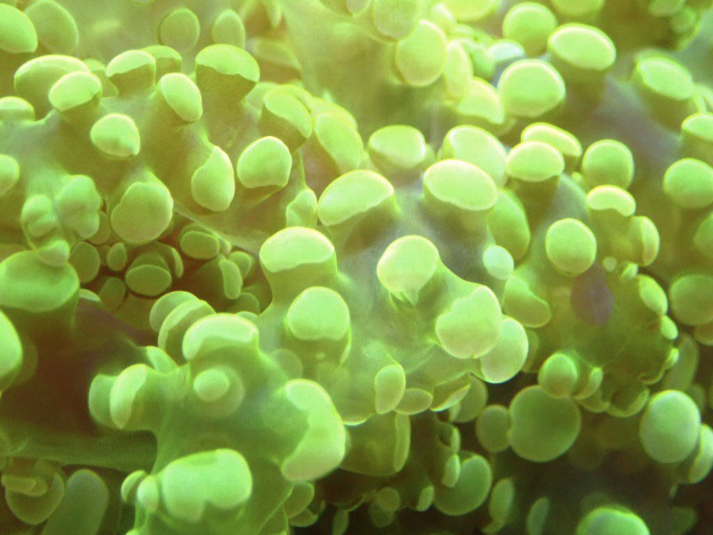 オリンパスのデジカメ事業売却にダイバー 水中カメラファンがざわざわ Togetter