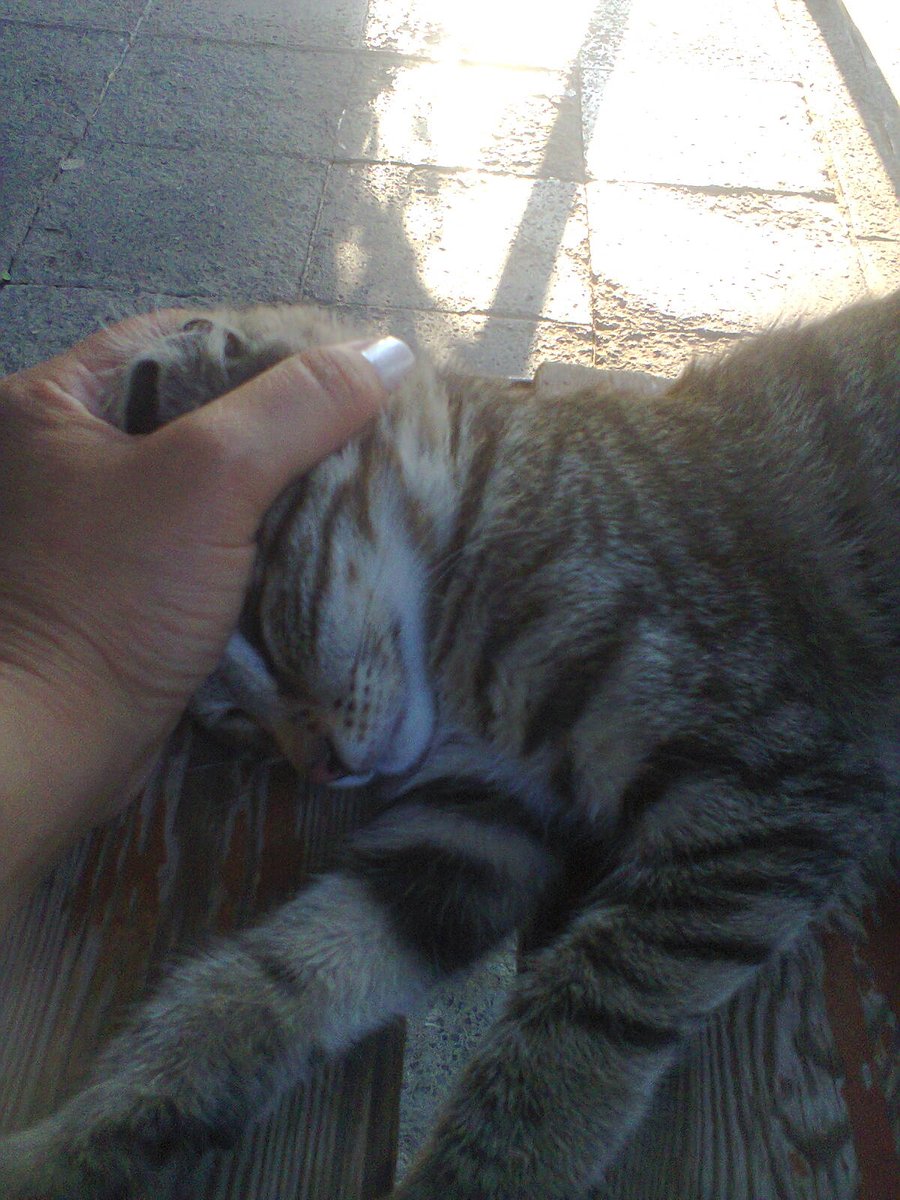 #tatlı #minişlerim 
Hergün biraz kedi sewmeli insan
#kalbimizinSewgidekalabilmesiİçin
#MutluPazarlar 

#SudeAndasTutuklansın