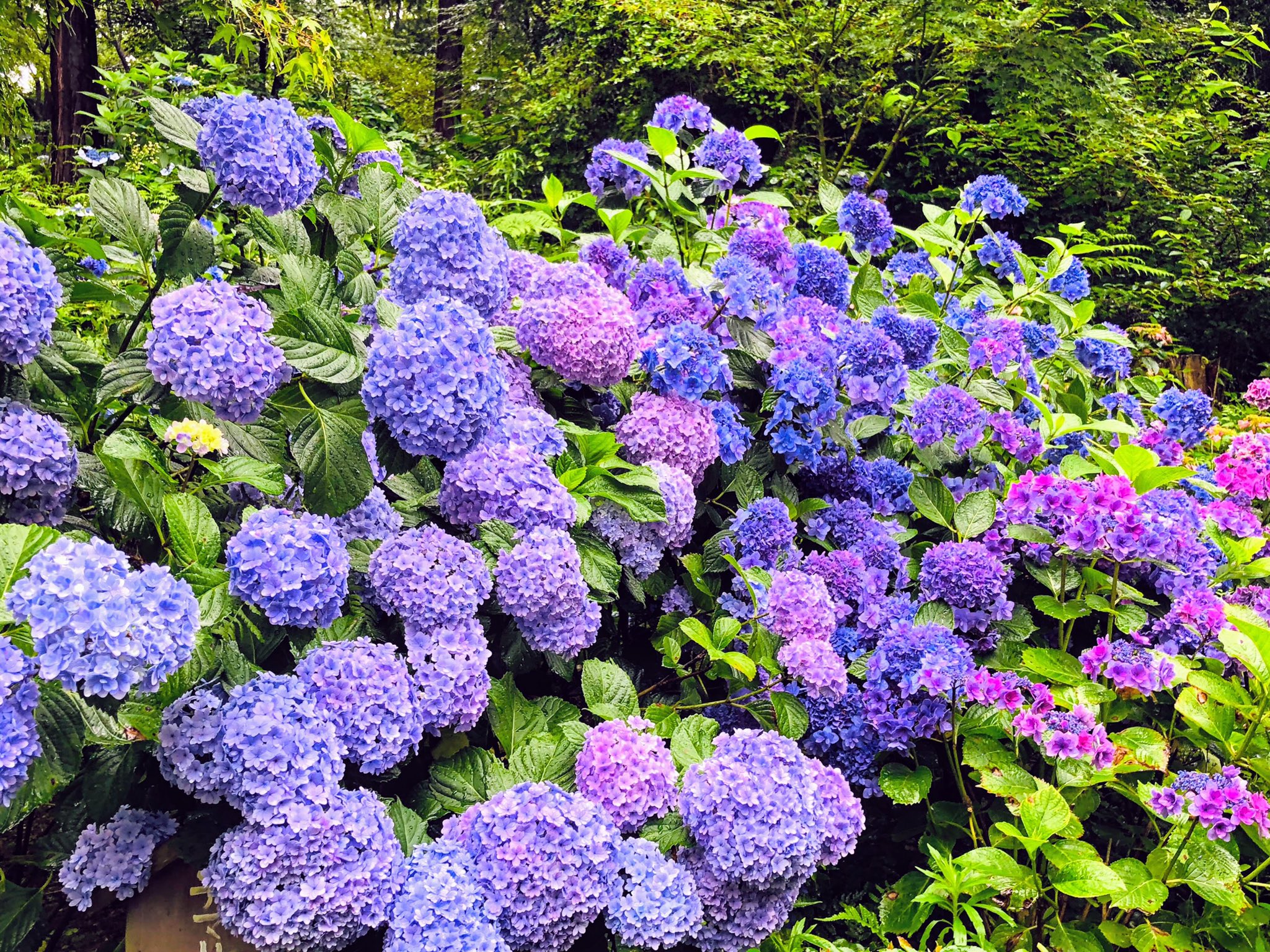 Masumin お疲れ様です 三景園 鯉 紫陽花 広島県三原市本郷町 T Co Jnbuni0krd Twitter
