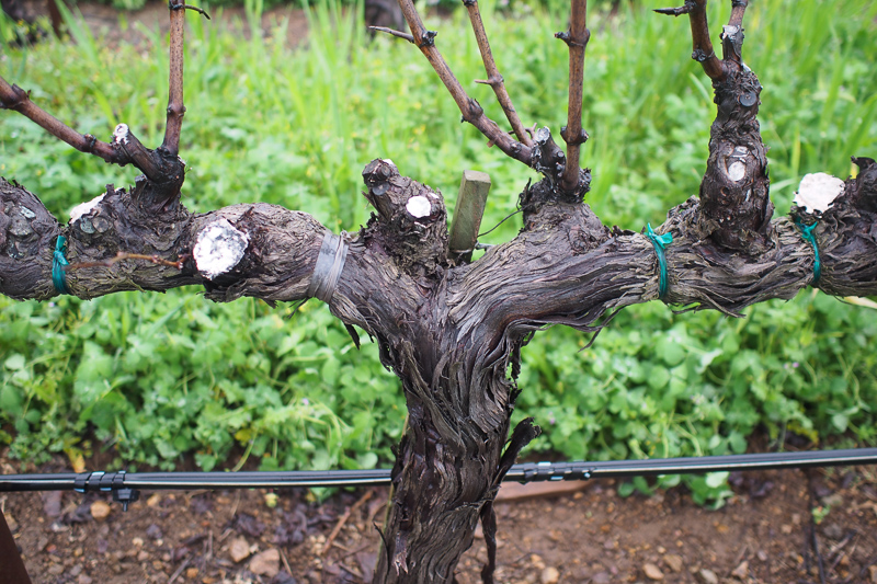 jamiegoode's tweet image. A primer on grape vine trunk diseases: 16 things you need to know wineanorak.com/2020/07/05/16-…