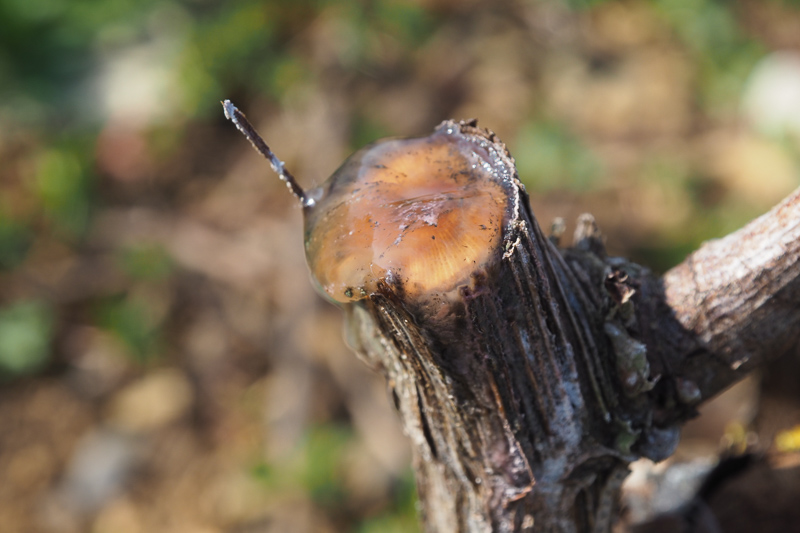 jamiegoode's tweet image. A primer on grape vine trunk diseases: 16 things you need to know wineanorak.com/2020/07/05/16-…