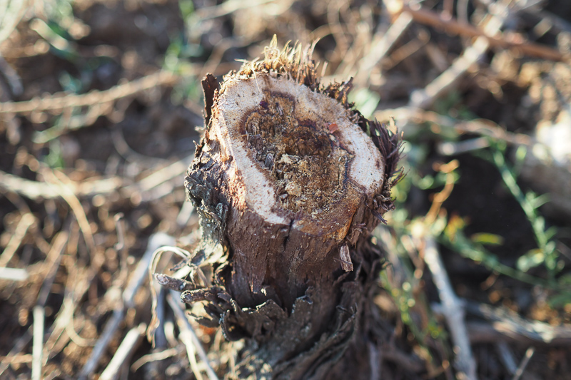 jamiegoode's tweet image. A primer on grape vine trunk diseases: 16 things you need to know wineanorak.com/2020/07/05/16-…
