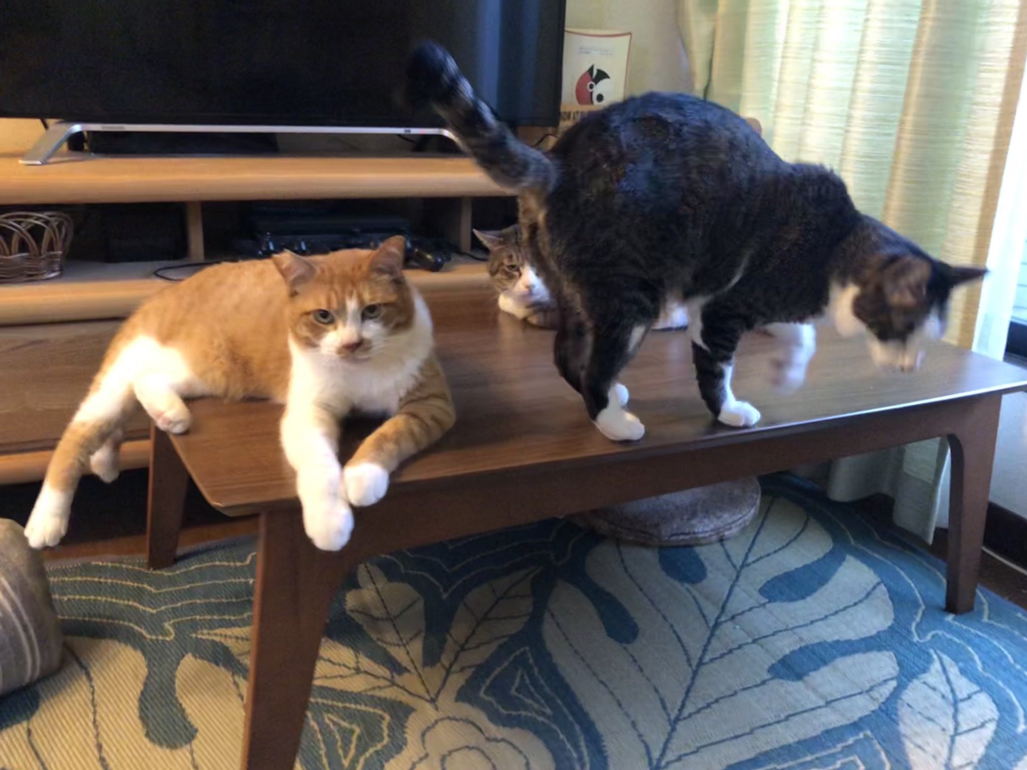 コンドリア水戸 もうすっかり三兄弟な猫たち 年齢と体重についてよく聞かれますが ちゃしろが約6歳で6キロ ちょい ボスが推定2歳で5キロちょい キジシロが約1 5歳で4 5キロくらいとなっております また がちゃ子姐さんは年齢不詳なのですが6歳以上でも