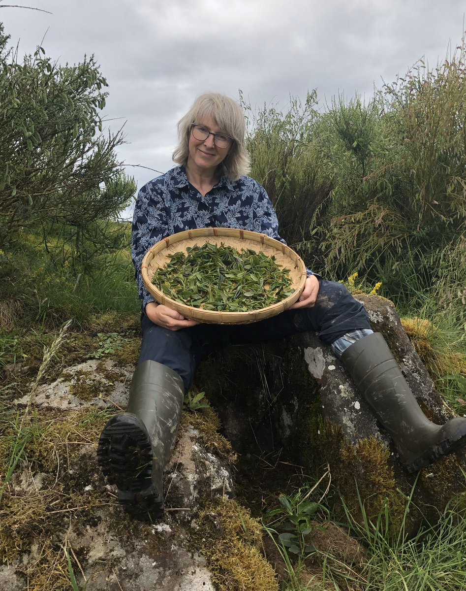 windyhollowscot's tweet photo. Another beautiful day of tea making yesterday 😊more BlackGold 🌿hope you are all well 🌱best wishes from #Perthshire #Scotland 🦋#tea #tee #thee #organic #teagrowing #camelliasinensis #teamaking #natural #naturalfarming #biodiversityfarming https://t.co/laK4j6disP