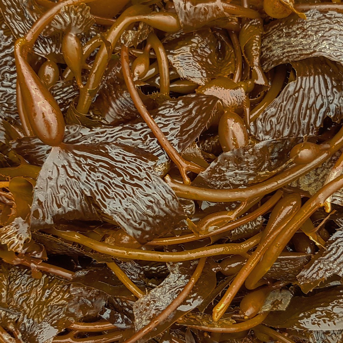 SeafloorScience's tweet photo. I went rockpooling! And took far too many pics of the attractive seaweed. #SeaweedSunday anyone? https://t.co/O4K7276H5n