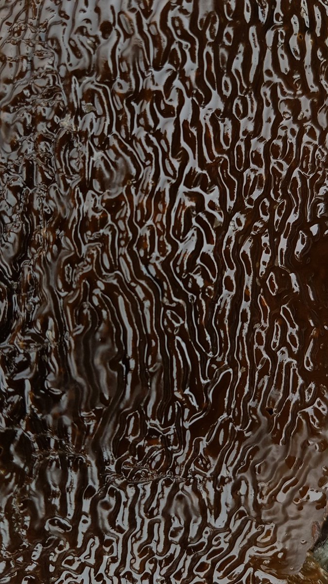 SeafloorScience's tweet photo. I went rockpooling! And took far too many pics of the attractive seaweed. #SeaweedSunday anyone? https://t.co/O4K7276H5n