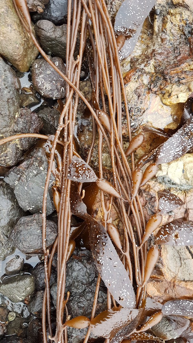 SeafloorScience's tweet photo. I went rockpooling! And took far too many pics of the attractive seaweed. #SeaweedSunday anyone? https://t.co/O4K7276H5n