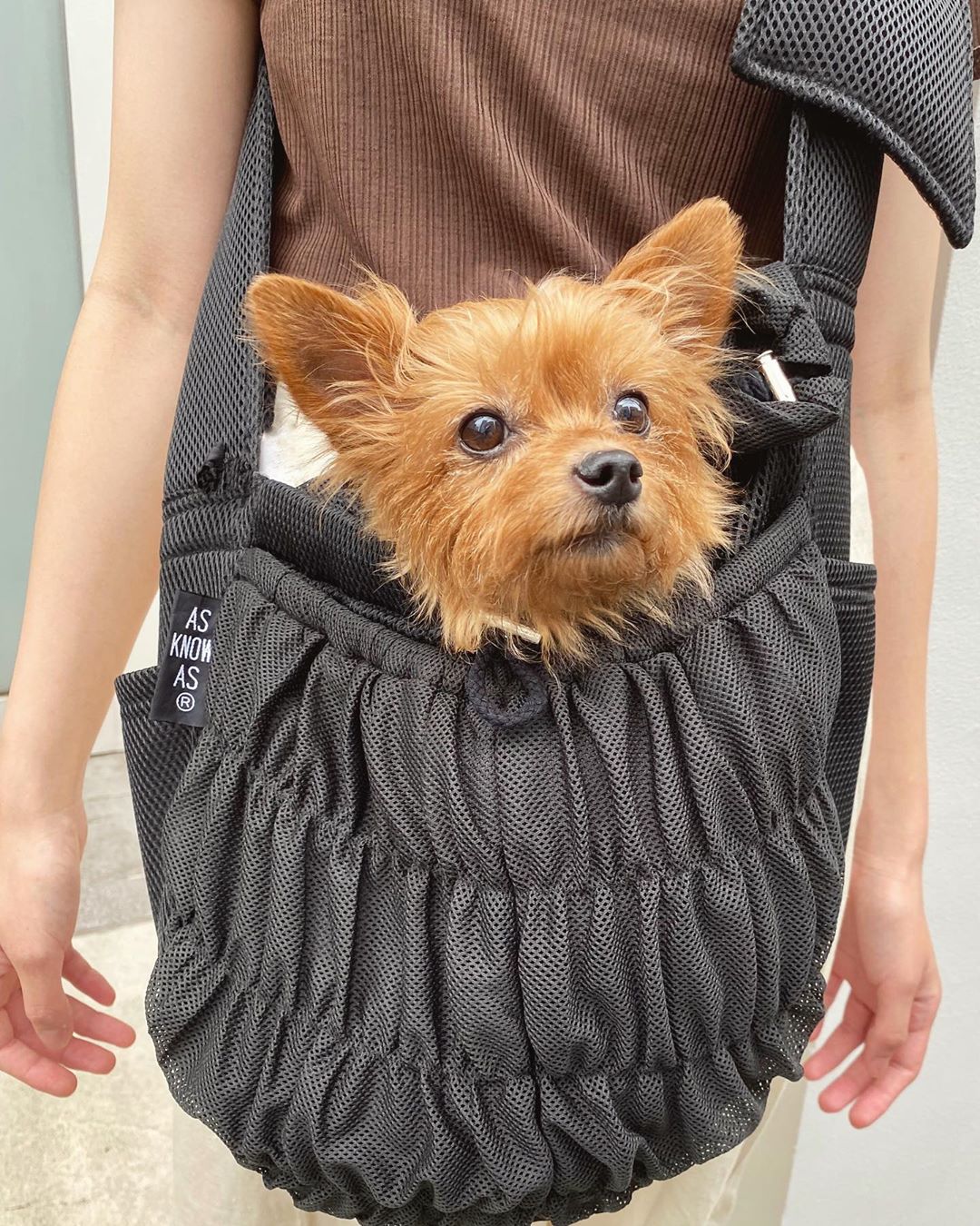65 Off 送料無料 メッシュスリング As Know As 犬用品 Uim Makassar Ac Id