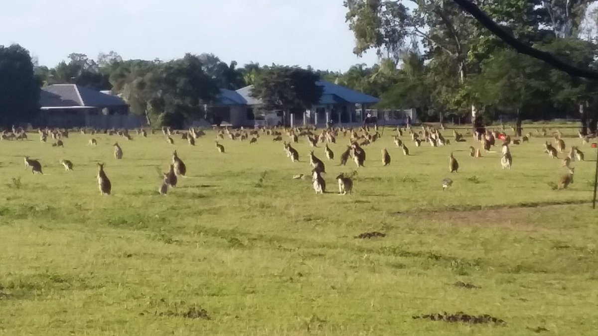 GROGParty's tweet photo. Just a few kangaroowallafoxes #fnq #goodtogoQld #teamGROG https://t.co/8hUc1wHQxA