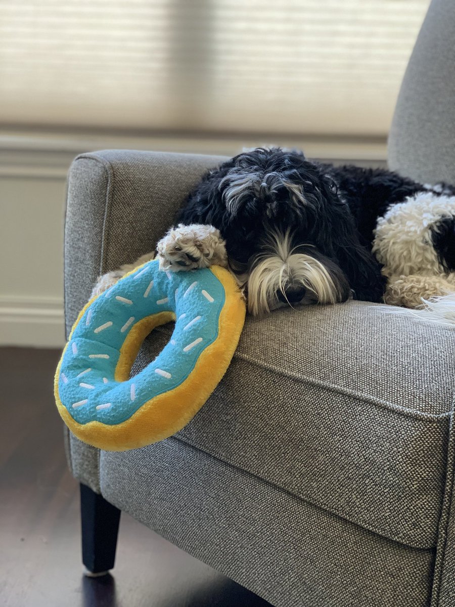 pmantel's tweet photo. @DrewTumaABC7 @abc7newsbayarea Samson seems fine sleeping with his emotional support donut https://t.co/La4vf6v5mx