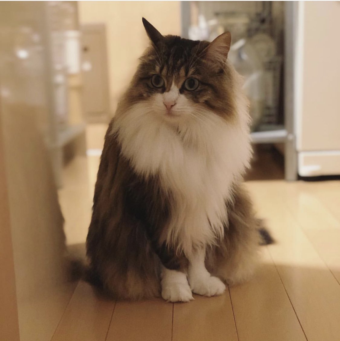 sectjp's tweet photo. @aun01828200 うちの3ニャンも参加させてくださ〜い🙇🏻😸😺😼 https://t.co/gblh299aVH