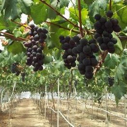 C08

<a href="/AntiGaris/">Bumblebee 🏁Kokonovast</a>
<a href="/Lalue18/">lalue</a>
<a href="/Sayid_Windu/">Bkn siapa-siapa</a>
<a href="/ajibsusanto/">IG #ajibsusanto 🇲🇨🇲🇨🇲🇨</a>
<a href="/zaizul_abidin/">𝓚𝓾𝓵𝓲 𝓓𝓪𝓹𝓾𝓻 👨‍🍳</a>
<a href="/dwikjayaperkasa/">DKJP #waterproofingsemarang 🇲🇨🇲🇨🇲🇨</a>
<a href="/FanzAmiS/">FAS</a>
@buin83
<a href="/andrajoleno/">𝔞𝔫𝔡𝔯𝔞</a>
<a href="/ro63250399/">Warna warni</a>
<a href="/Bakoto7/">Bakoto</a>
<a href="/Agus_candra_/">Agus candra</a>
<a href="/za_zizou/">Zizou</a>

Pingin metik anggur belum mateng 🤣🤣🤣