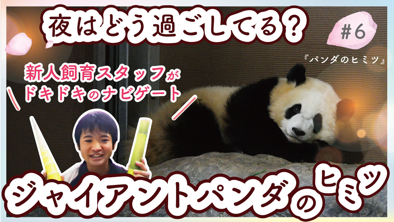 アドベンチャーワールド 公式 アドベンチャーワールド 24smilelive アーカイブ配信 夜のジャイアントパンダたちはどう過ごしてる 新人スタッフ 初めての夜の勤務 グルメなパンダたちのために用意した竹は食べてもらえるでしょうか T