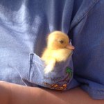 ヒヨコ in ポッケwその癒しの姿をご覧ください!