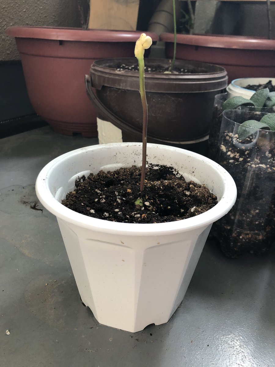あっかん 変なアボカド土に植え替えてみた 笑 アボカド アボカド栽培 Avocado Avocadotree Avocadoplant ベランダ菜園 あっかん 変なアボカド土に植え替えてみた 笑 アボカド アボカド栽培 Avocado Avocadotree Avocadoplant ベランダ菜園